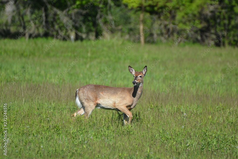 Fighting deer in spring meadow Fighting deer in spring meadow