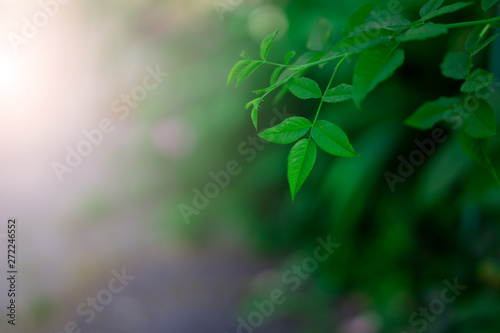 Fresh green leaves covering the wall. Natural green background from young green leaves.