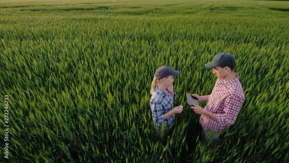 Two farmers communicate in a field of wheat. The woman speaks on the phone, my husband uses the tablet