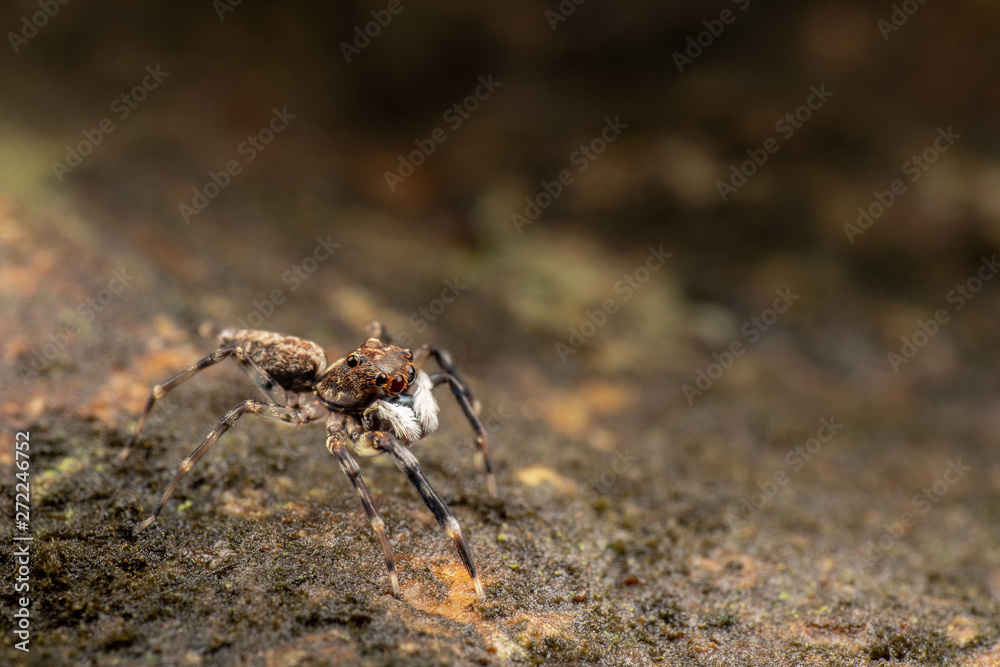 Frewena sp., a camoflaged jumping spider from Australia with large eyes and white palps Frewena sp., a camoflaged jumping spider from Australia with large eyes and white palps
