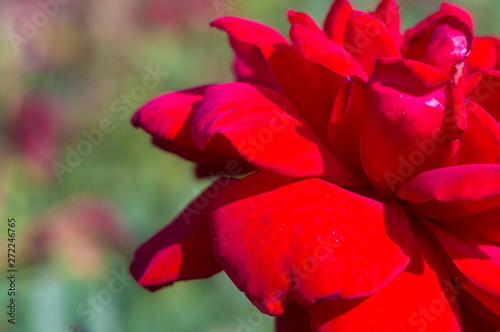 Red Rose flower. Nature. close up, selective focus