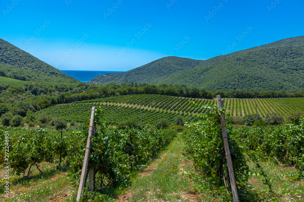 landscape in sunny day vineyards, mountains and sea on the background