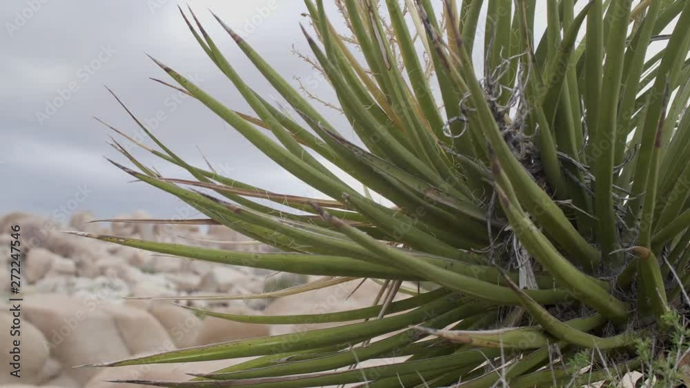 Gnarly pointy aged green agave cactus close up with smooth desert brown scenic view in background.