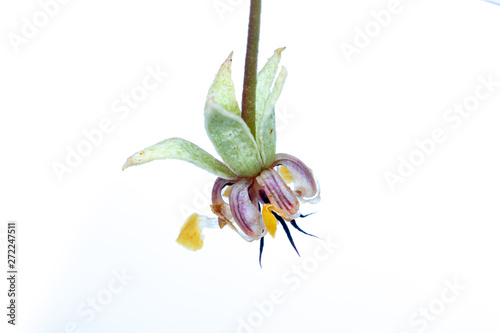 SIngle isolated flower of the chocolate plant/tree, Theobroma cacao