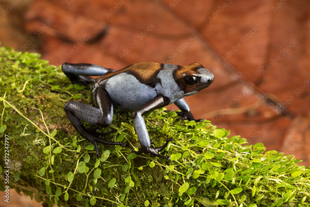 Fototapeta premium Dart frog, Oophaga histrionica. A poisonous animal from the jungle of Colombia. A poison dartfrog with bright blue warning colors. .