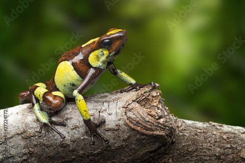 Poison dart frog  Oophaga histrionica. A small poisonous animal from the rain forest of Colombia.