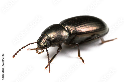 Beautiful bronze coloured beetle isolated on white background