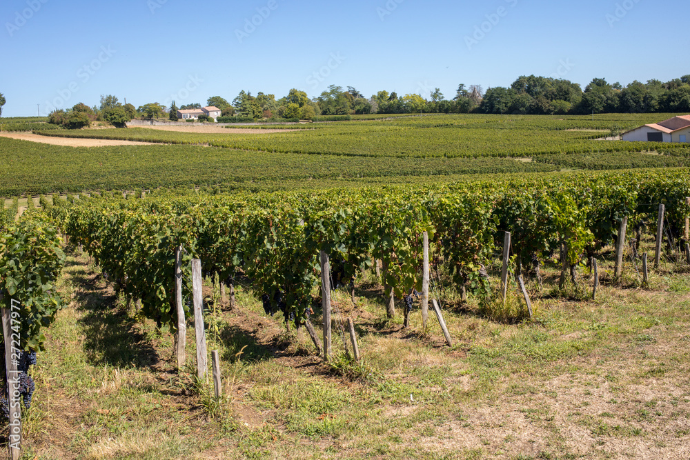 Fototapeta premium Ripe red Merlot grapes on rows of vines in a vienyard before the wine harvest in Saint Emilion region. France