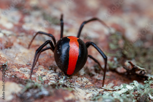 Australian red back spider from behind showing red stripe