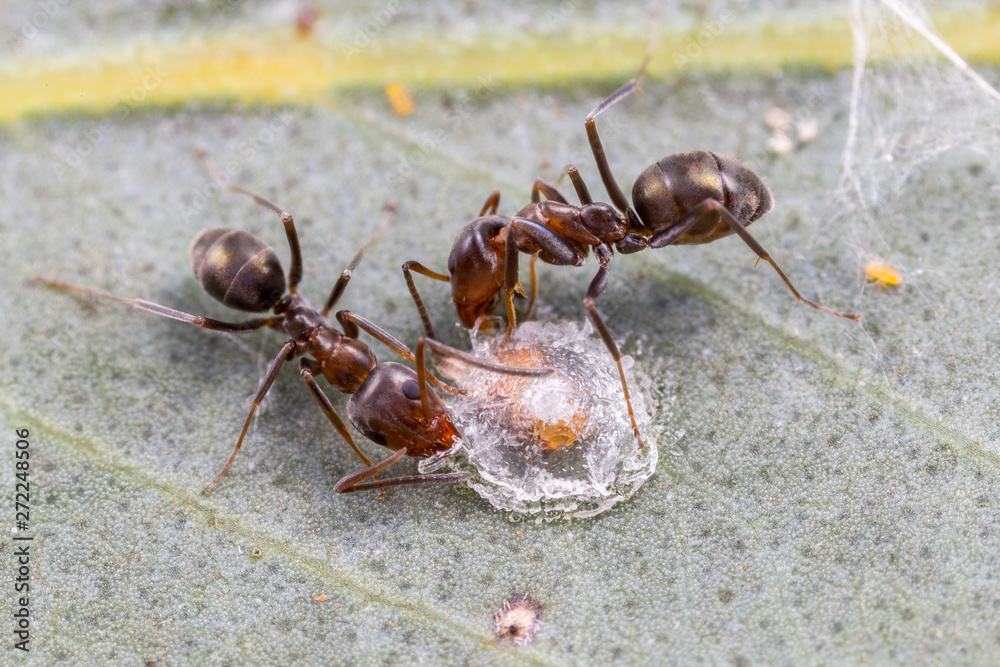 Iridomyrmex ants tending a psillid lac scale bug on a eucalyptus tree, Brookton, Western Australia