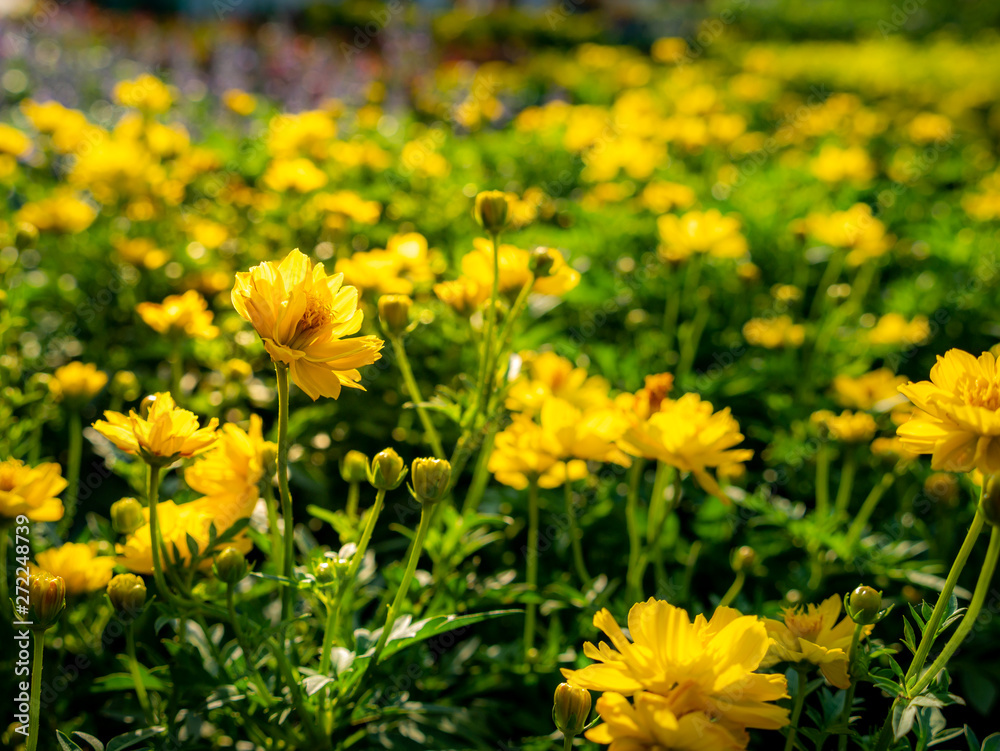 Yellow Cosmos Flowers Blooming