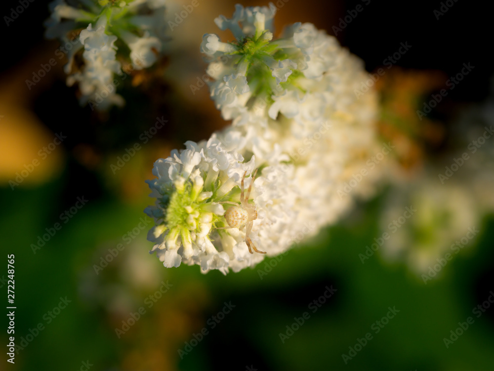 White Spider on The White Butterfly Bush Flowers White Spider on The White Butterfly Bush Flowers