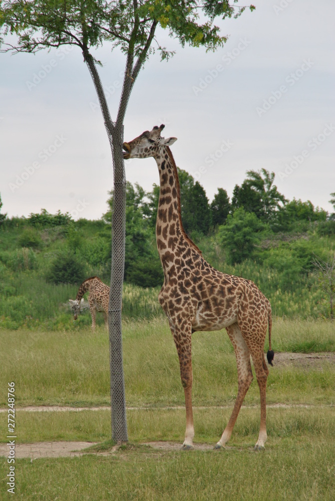 Fototapeta premium Safari in Columbus,OH