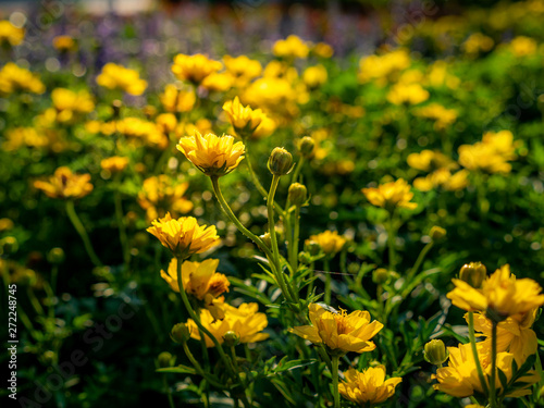 Yellow Cosmos Flowers Blooming