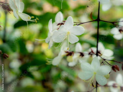 White Nodding-Clerodendron Flowers Hanging photo