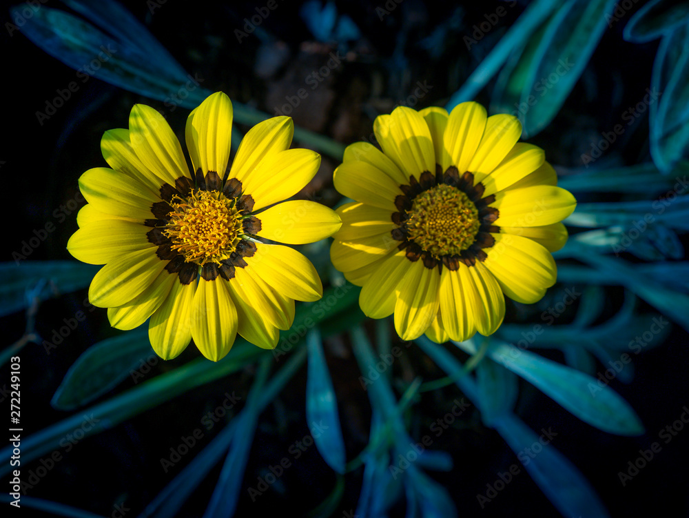 Twins Yellow Gazania flower Blooming Twins Yellow Gazania flower Blooming