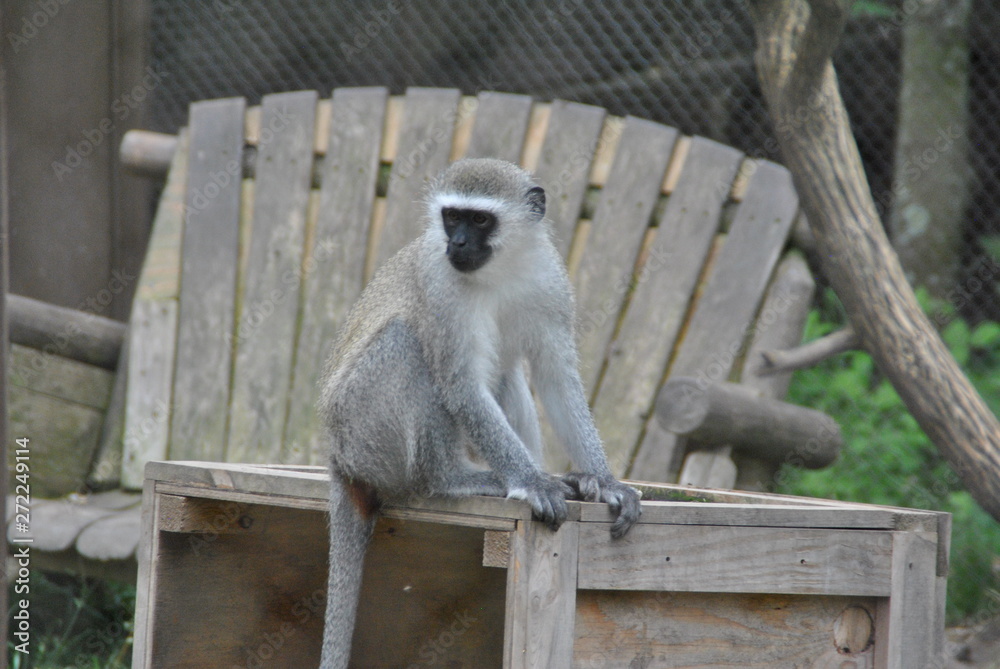 Obraz premium monkey