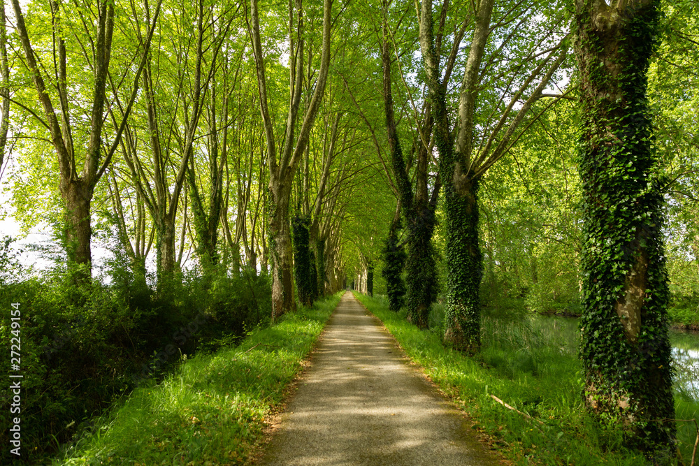 path through the woods along the Canal de Garonne path through the woods along the Canal de Garonne