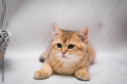 kitten scottish british cat burma munchkin animals