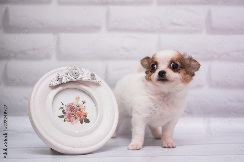 Chihuahua puppy spitz dog pet yorkshire terrier Chihuahua puppy spitz dog pet yorkshire terrier
