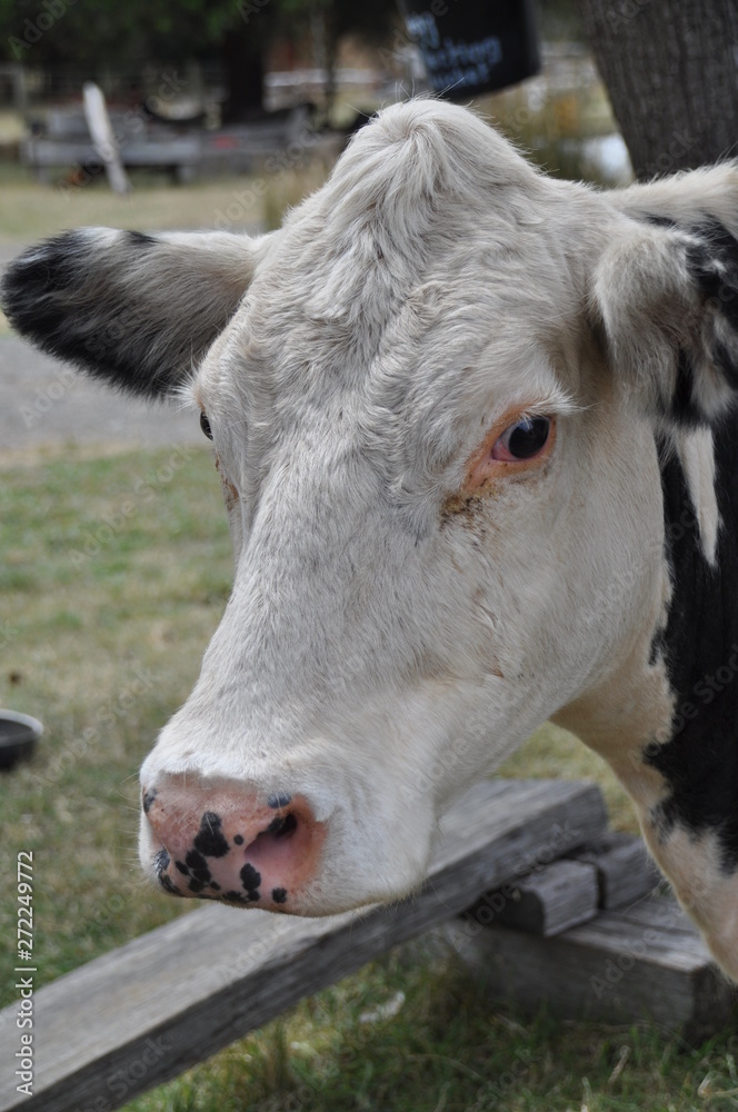 Cow on French Island, Victoria, Australia Cow on French Island, Victoria, Australia