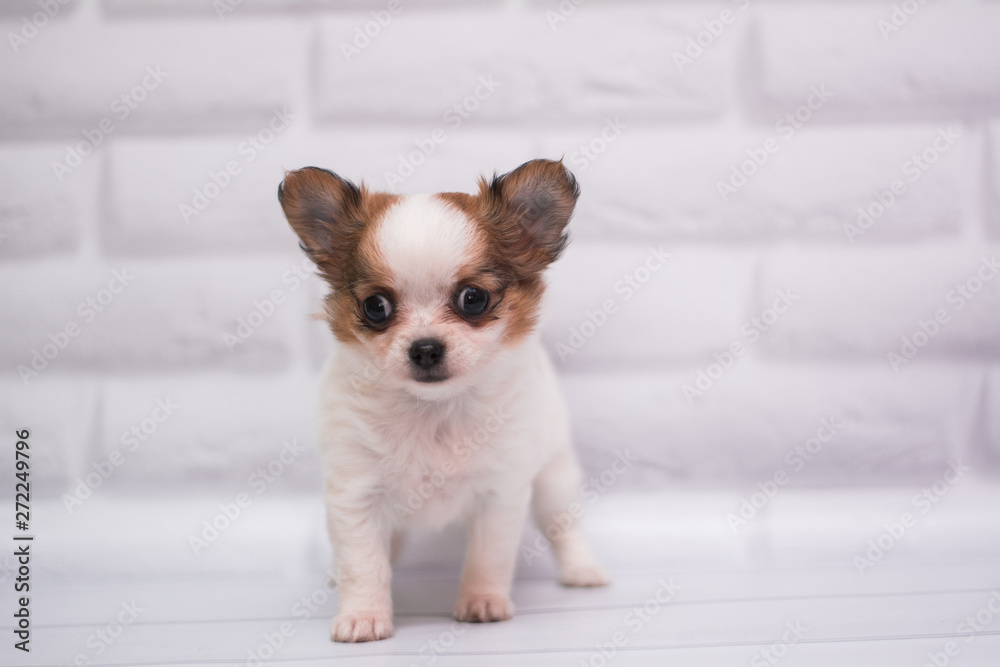 Chihuahua puppy spitz dog pet yorkshire terrier Chihuahua puppy spitz dog pet yorkshire terrier
