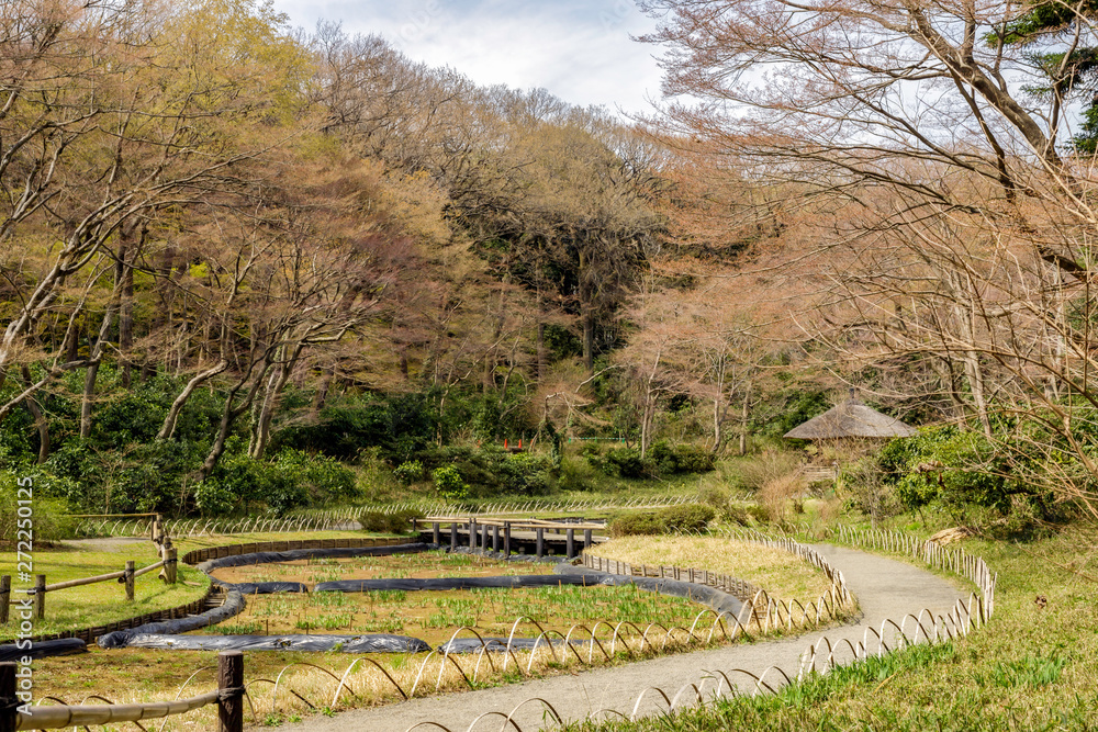 ハナショウブの開花を待つ田んぼの風景