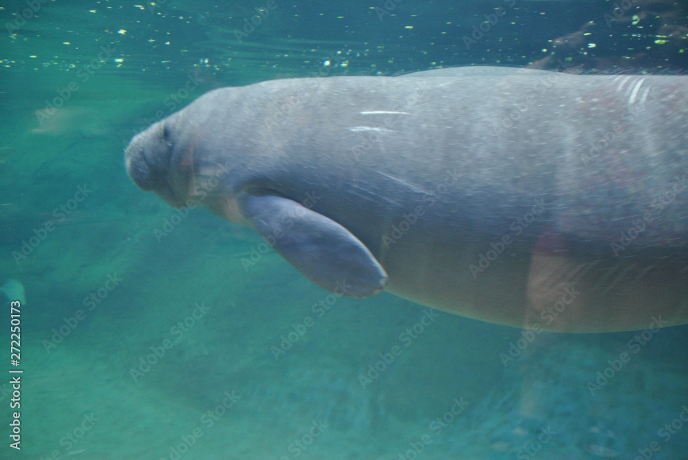 Naklejka premium manatee
