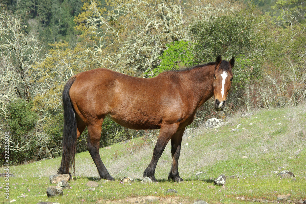 Fototapeta premium Horse with Injured Eye Standing in Pasture