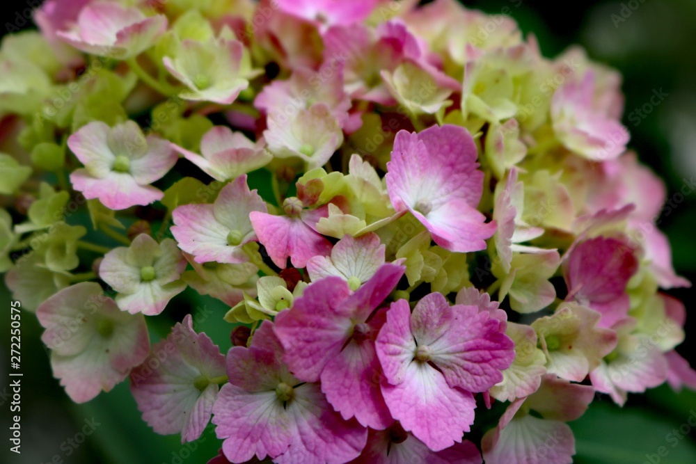 Fototapeta premium pink flowers in the garden