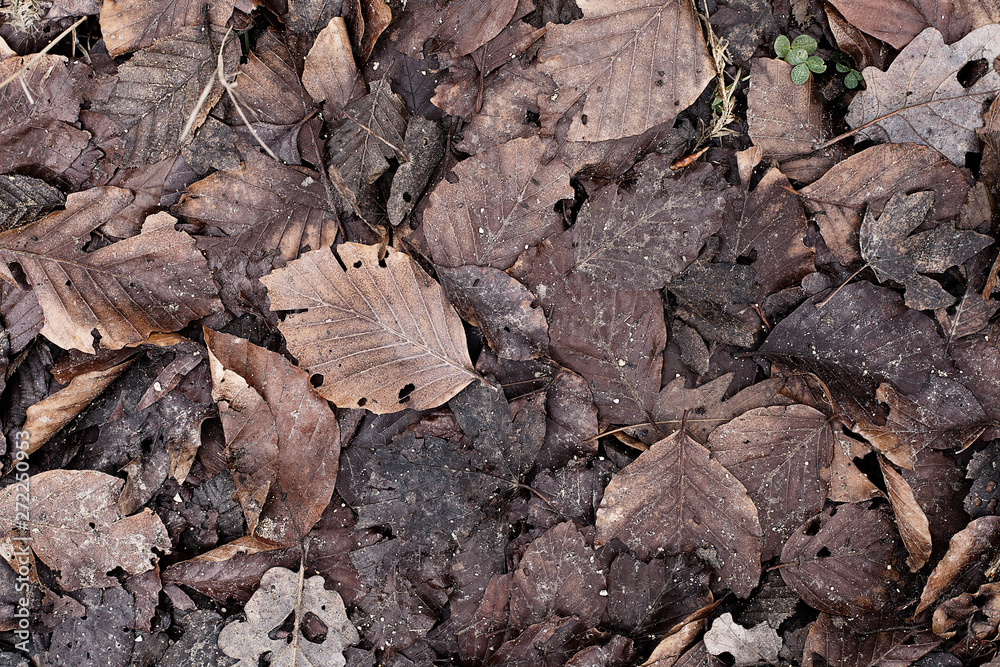 Winter dry leaves on the ground texture. Autumn leaves in forest underfoot. Forest leaves on de plano surface. Mountain leaves structure, overhead shot. Forest foliage surface. Forest pathway texture.