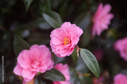 Several bright pink camelia flowers on a bush selective focus