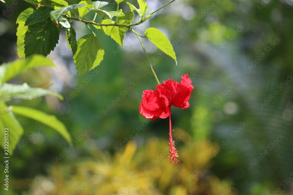 Obraz premium Red hibiscus flower