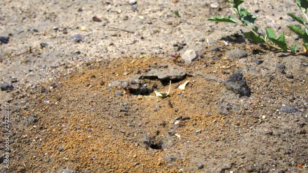 large black ants crawling around the anthill. Close-up large black ants crawling around the anthill. Close-up
