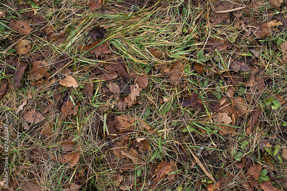 Autumn leaf texture. Autumn folic manycoloured texture. Winter leaf texture. Winter folic texture. Fall leaves background. Fall leaves wallpaper. Leaves on the ground background image. Autumn leaf texture. Autumn folic manycoloured texture. Winter leaf texture. Winter folic texture. Fall leaves background. Fall leaves wallpaper. Leaves on the ground background image.