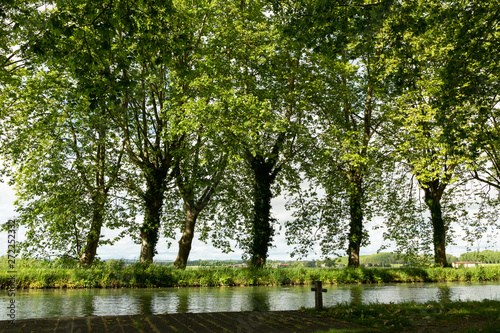 Fototapeta Naklejka Na Ścianę i Meble -  trees lining a canal