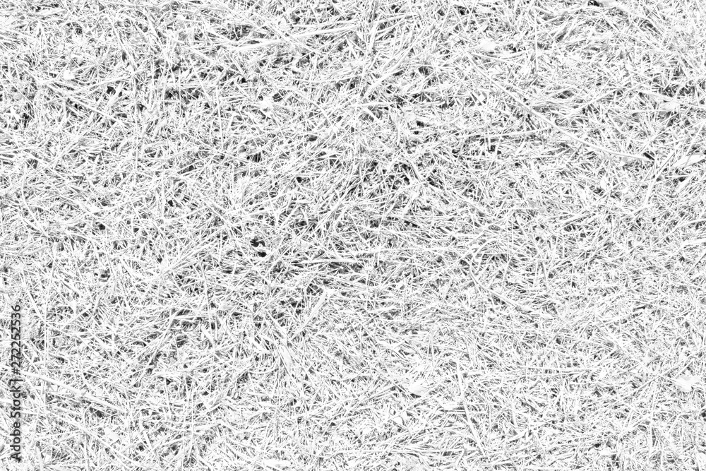 White grass texture. Monochrome surface of lawn on the ground. White grass texture. Monochrome surface of lawn on the ground.