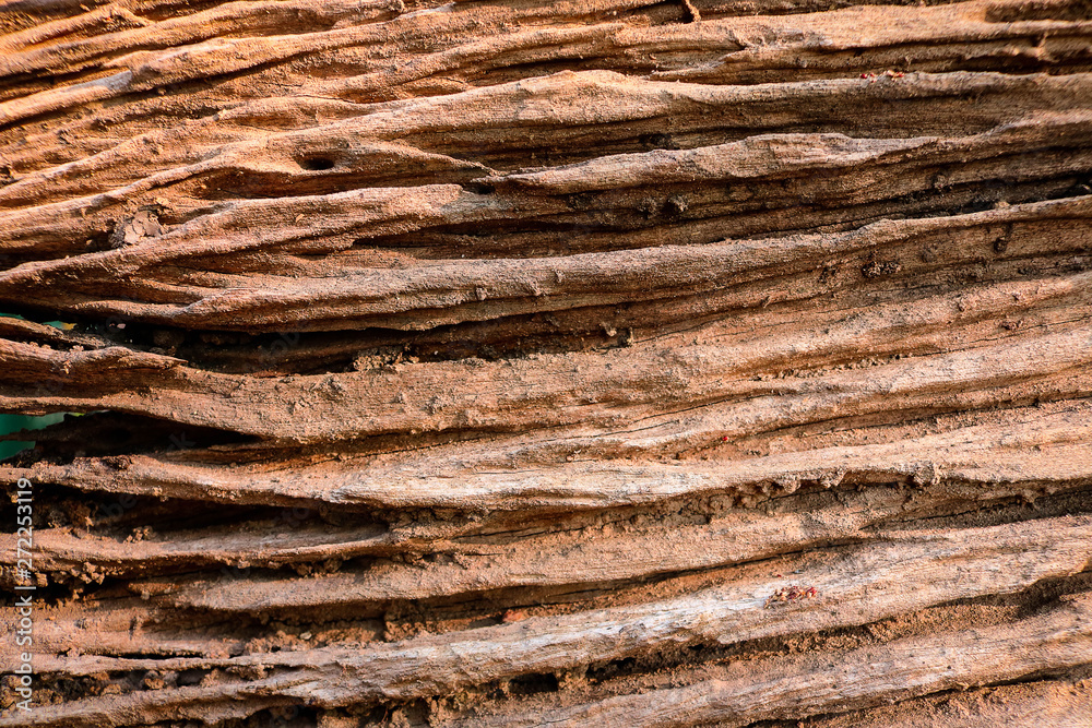 Surface of tree bark background.