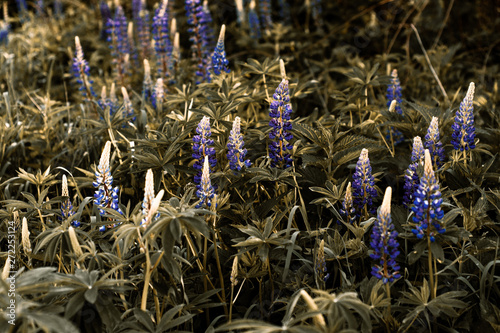 lupines photo