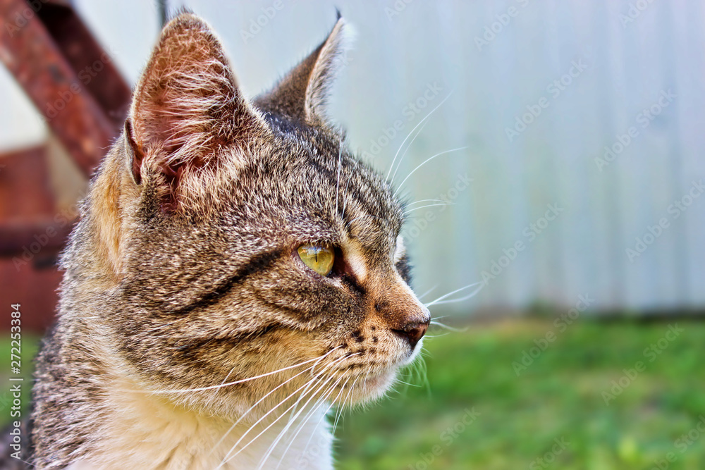 Expressive look of a motley gray cat close-up.