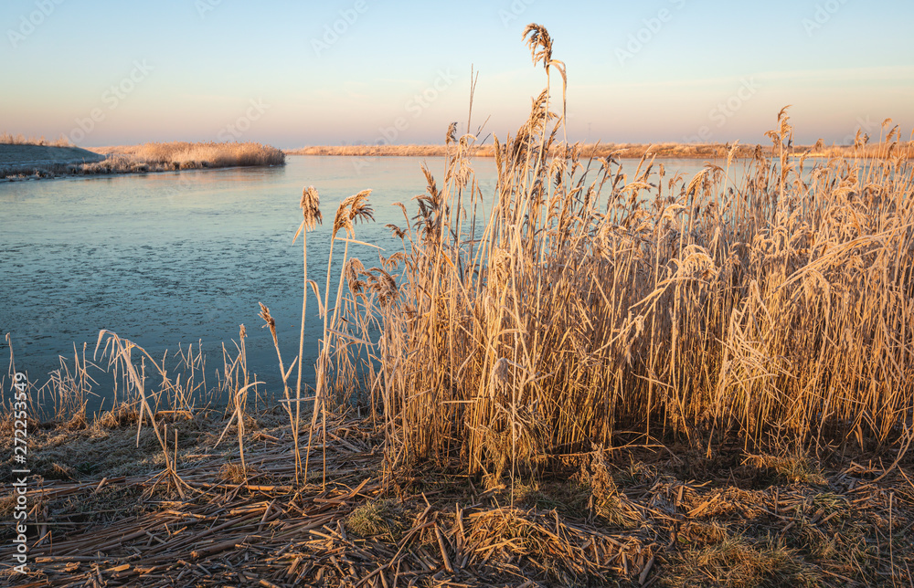 Yellowed reed stems in early morning sunlight