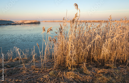 Obraz na płótnie Yellowed reed stems in early morning sunlight w salonie