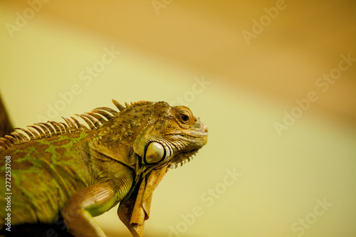 Green iguana  also known as American iguana  is a large  arboreal  lizard. Found in captivity as a pet due to its calm disposition and bright colors. Exotic Pet Care  Wildlife  Animal
