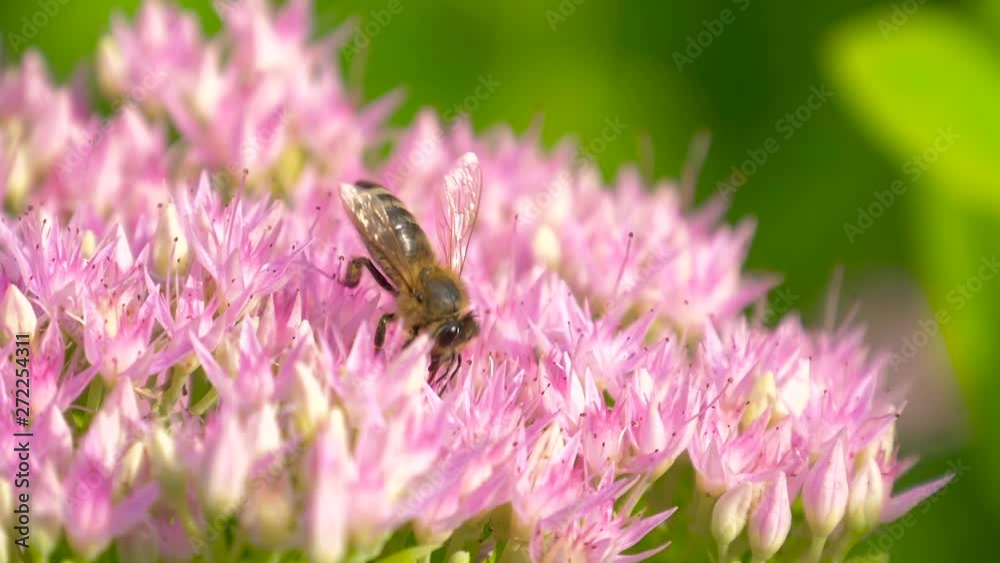 Winged bee collect nectar for honey on flower meadow. Honey clip consisting for beautiful pink flowers, yellow pollen on bees legs. Sweet flower in honeyed bee honey. Bee collects nectar. Slow motion. Winged bee collect nectar for honey on flower meadow. Honey clip consisting for beautiful pink flowers, yellow pollen on bees legs. Sweet flower in honeyed bee honey. Bee collects nectar. Slow motion.