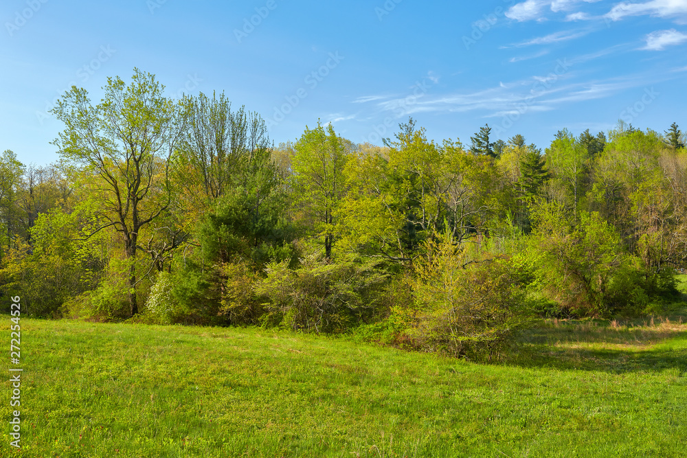 Spring foliage along the Blue Ridge Parkway at Smart View Recreation Area near Roanoke, Virginia