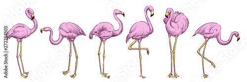 Pink flamingo in various poses, vector color sketch illustration. Tropical birds hand drawn print design elements set