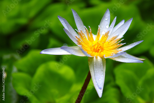 Tropical water lily (lotus) flower after the rain