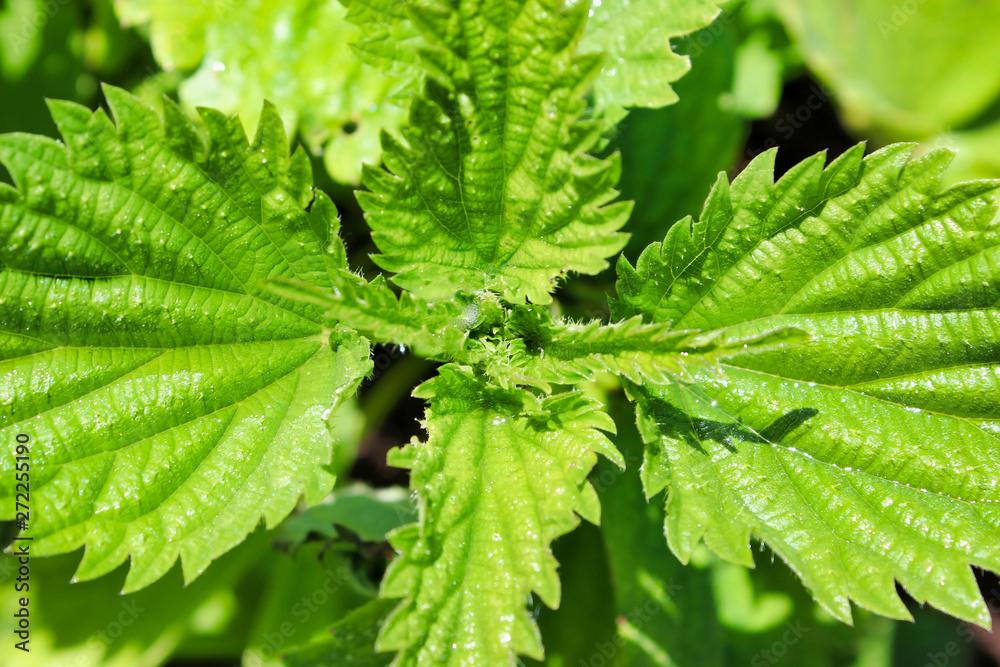 Leaf plant stinging wild nettle Leaf plant stinging wild nettle