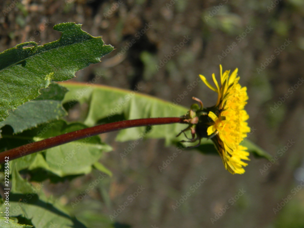 Bright yellow dandelion in the meadow close-up Bright yellow dandelion in the meadow close-up