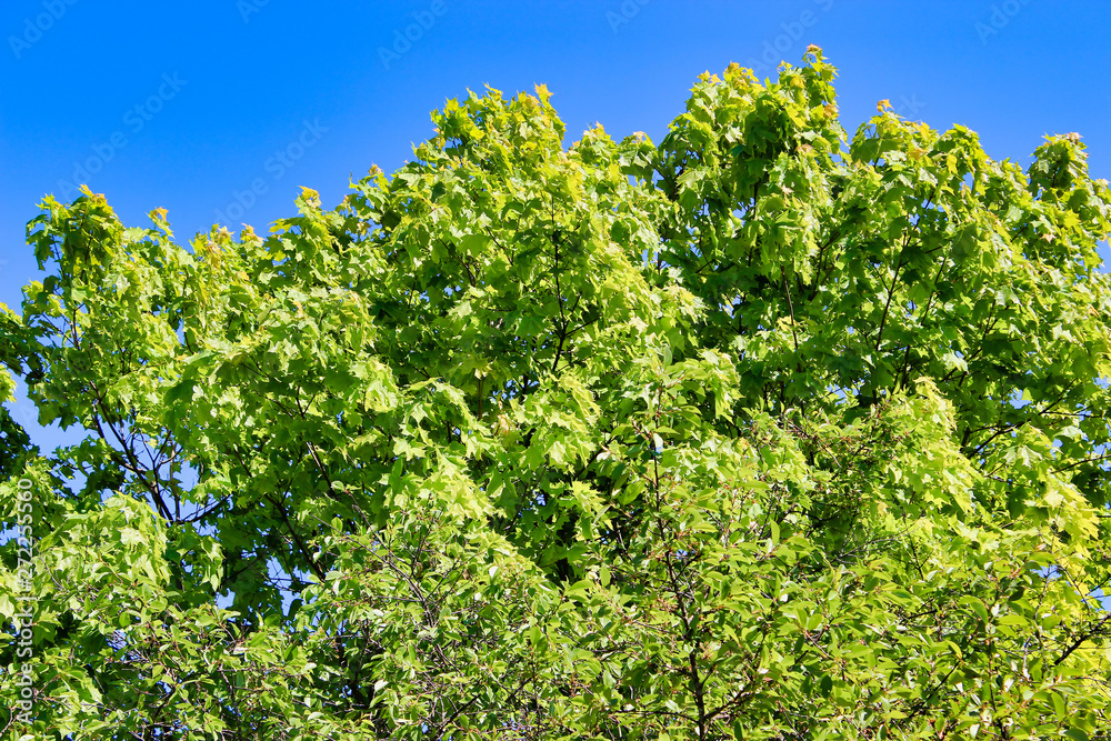 Maple tree close-up Maple tree close-up